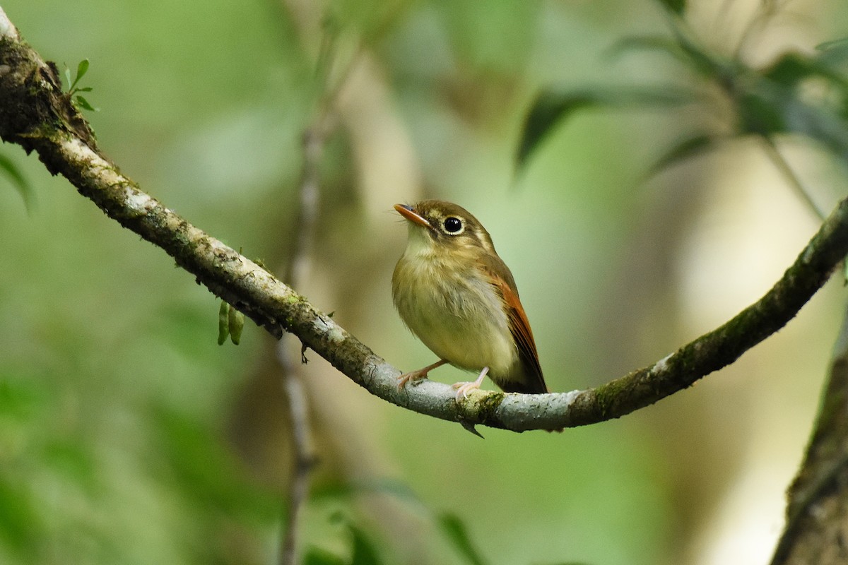 Russet-winged Spadebill - Guilherme  Willrich