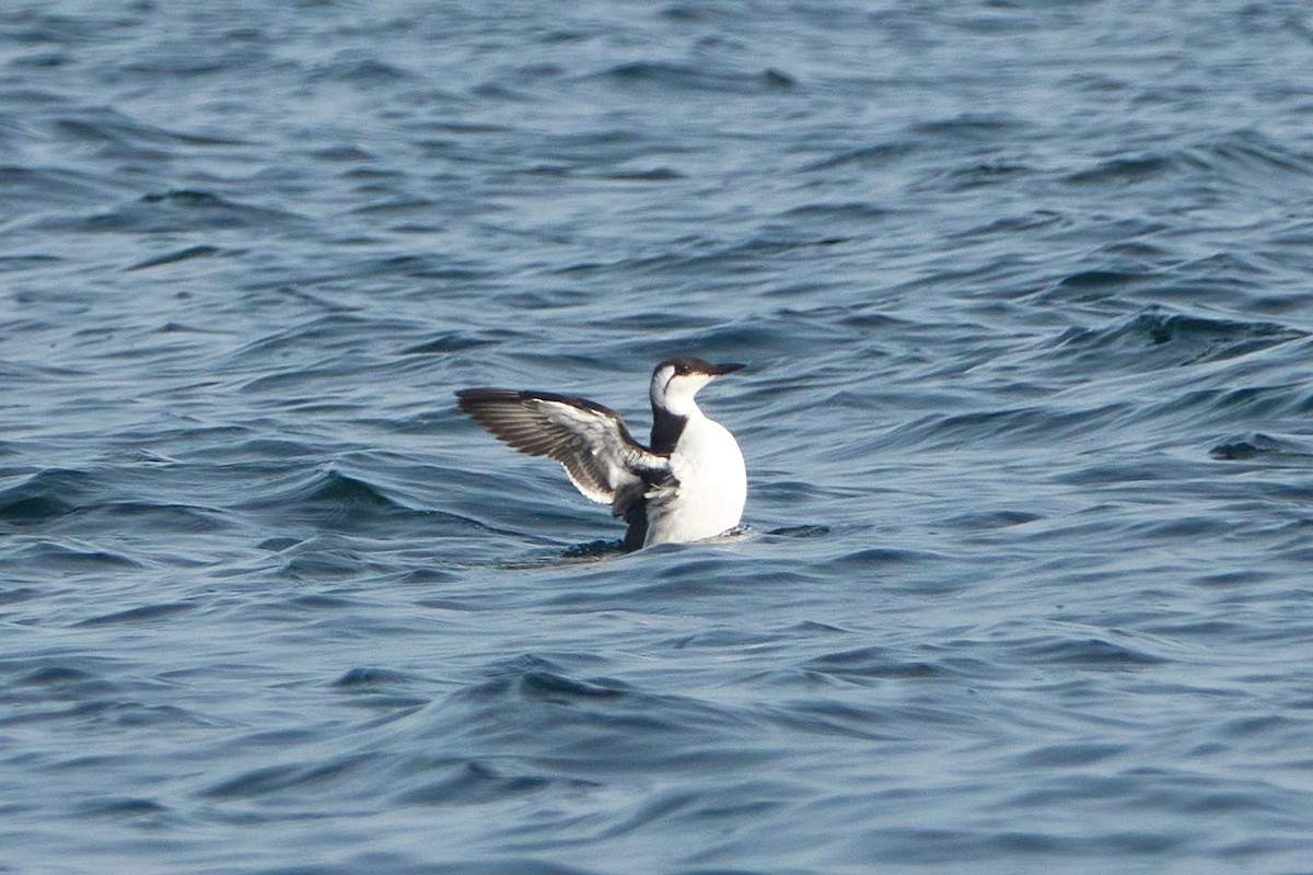 Common Murre - Elodie Roze