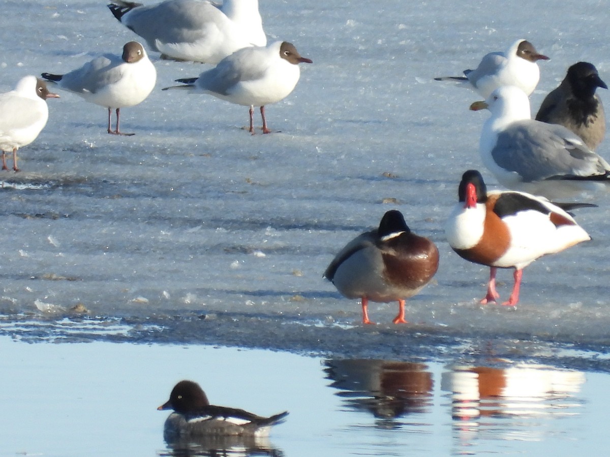 Common Shelduck - ML609862928