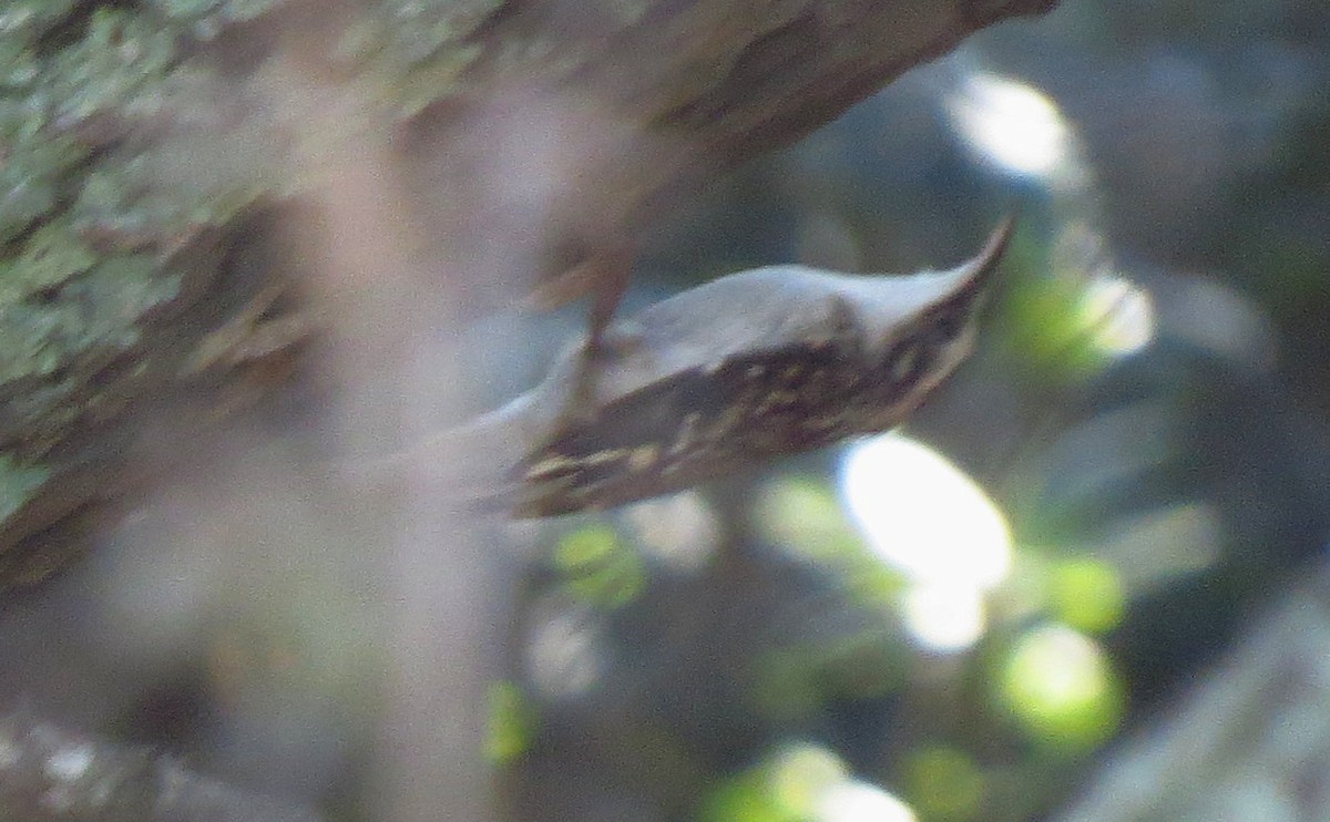 Brown Creeper - ML609862947