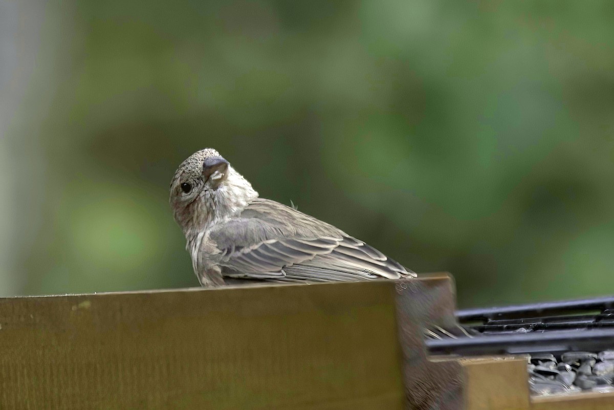 House Finch - Jim Tonkinson