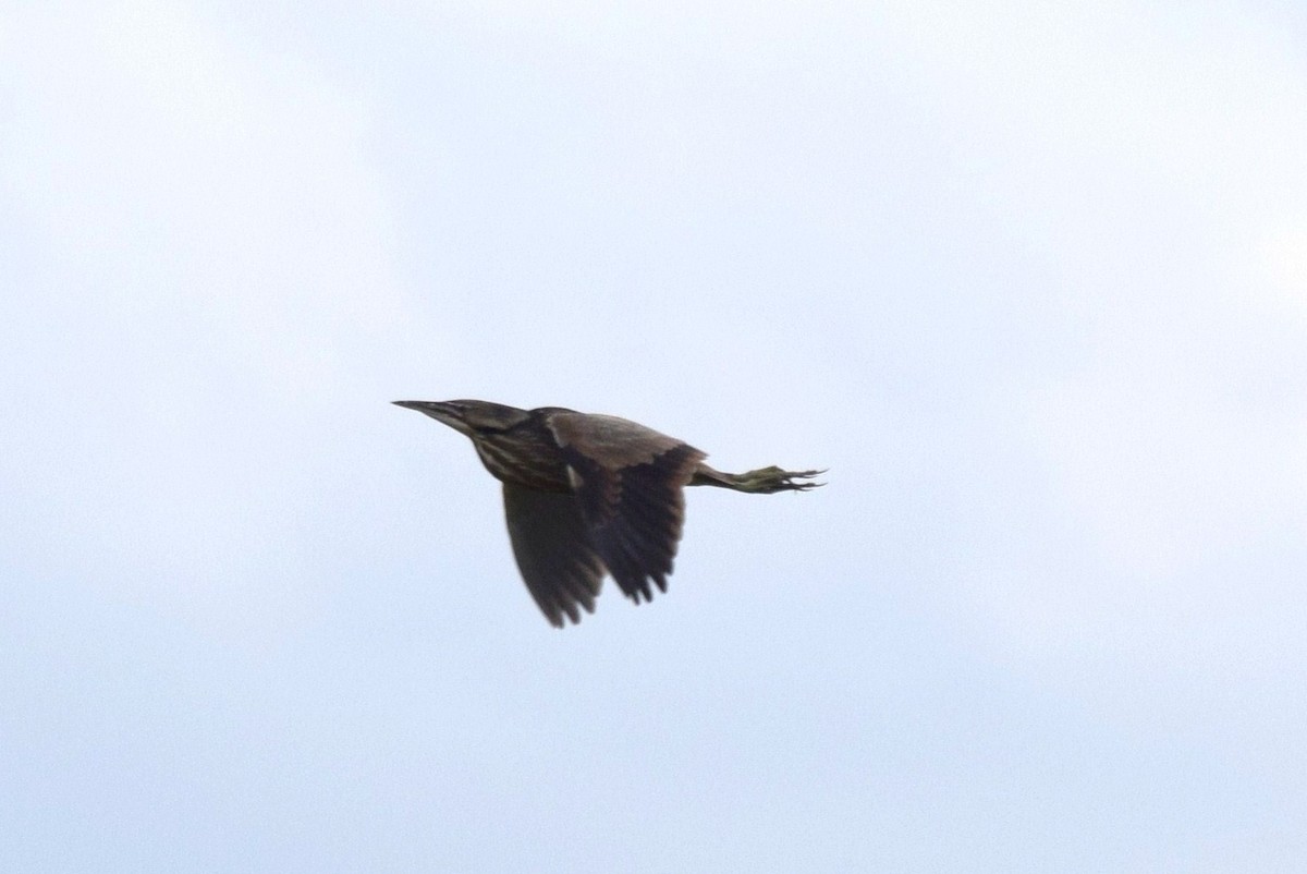 American Bittern - irina shulgina