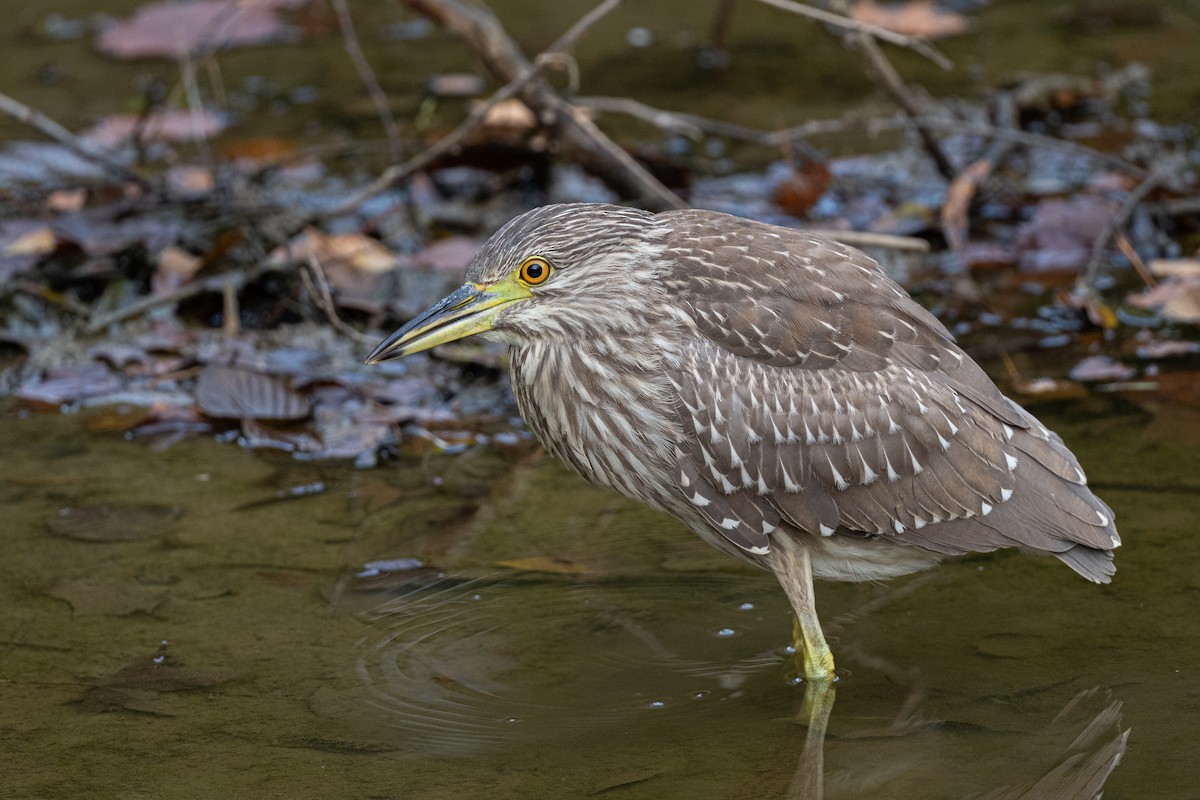 Ногоовор зашин - ML609863045