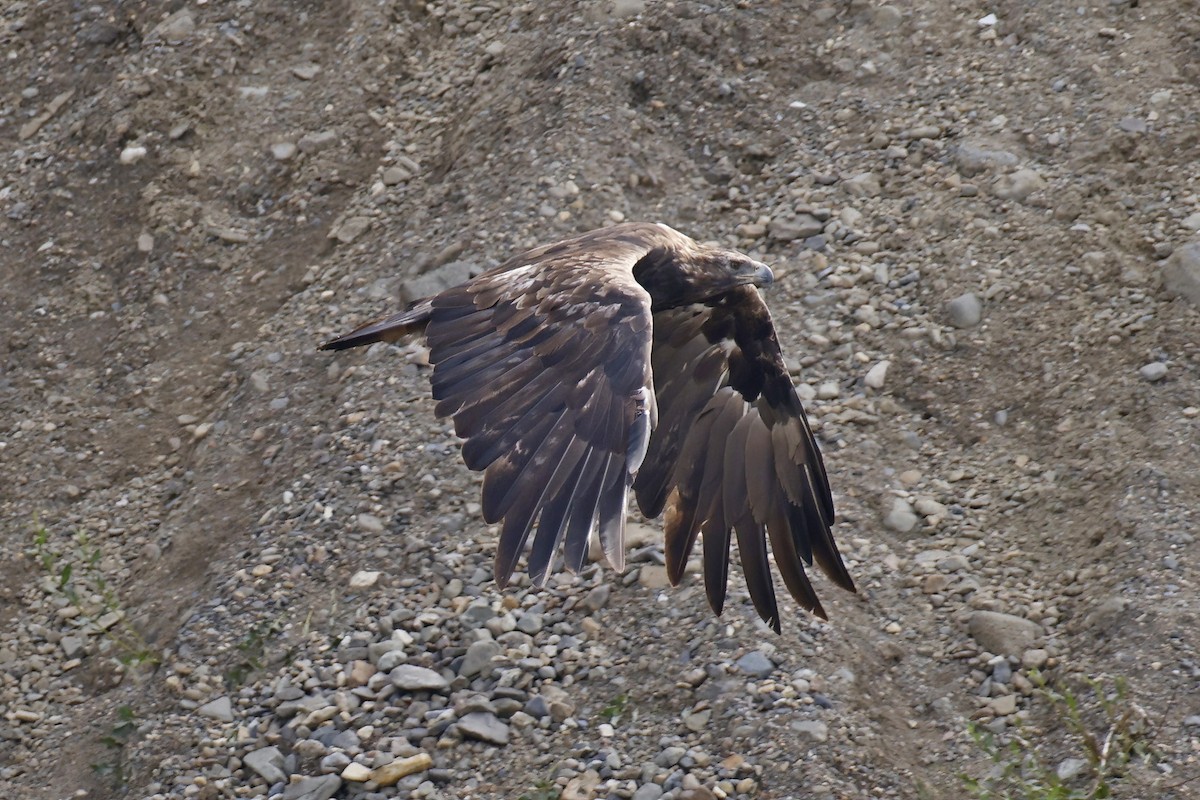 Águila Real - ML609863095