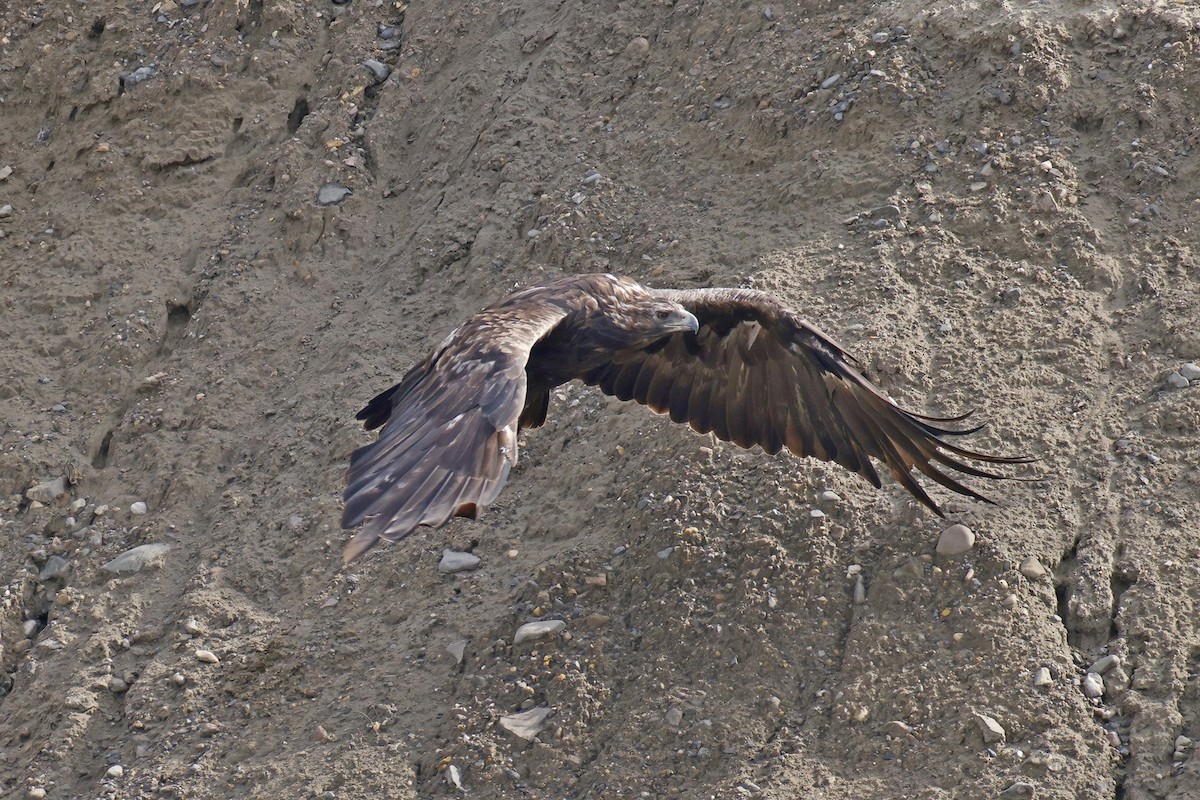 Águila Real - ML609863096