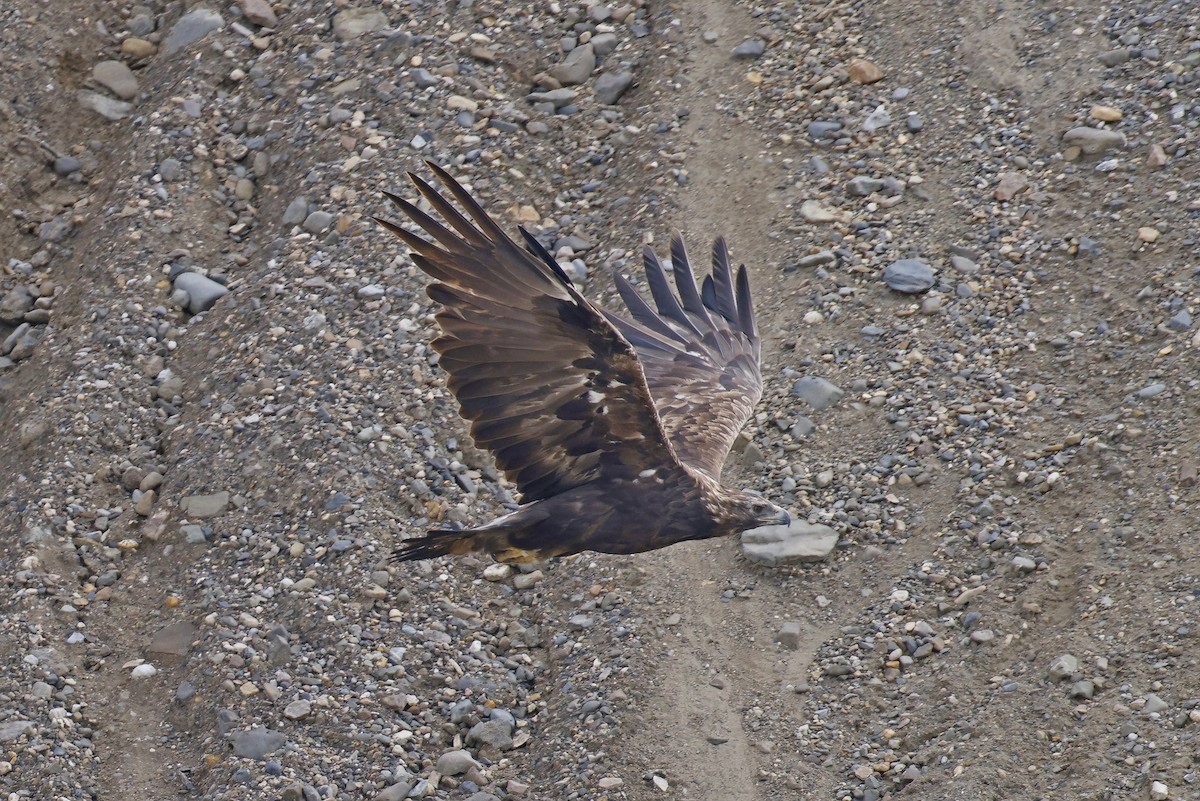 Águila Real - ML609863097