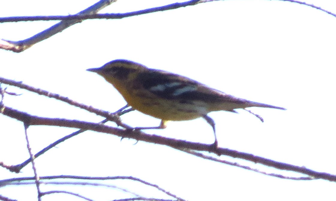 Blackburnian Warbler - ML609863145