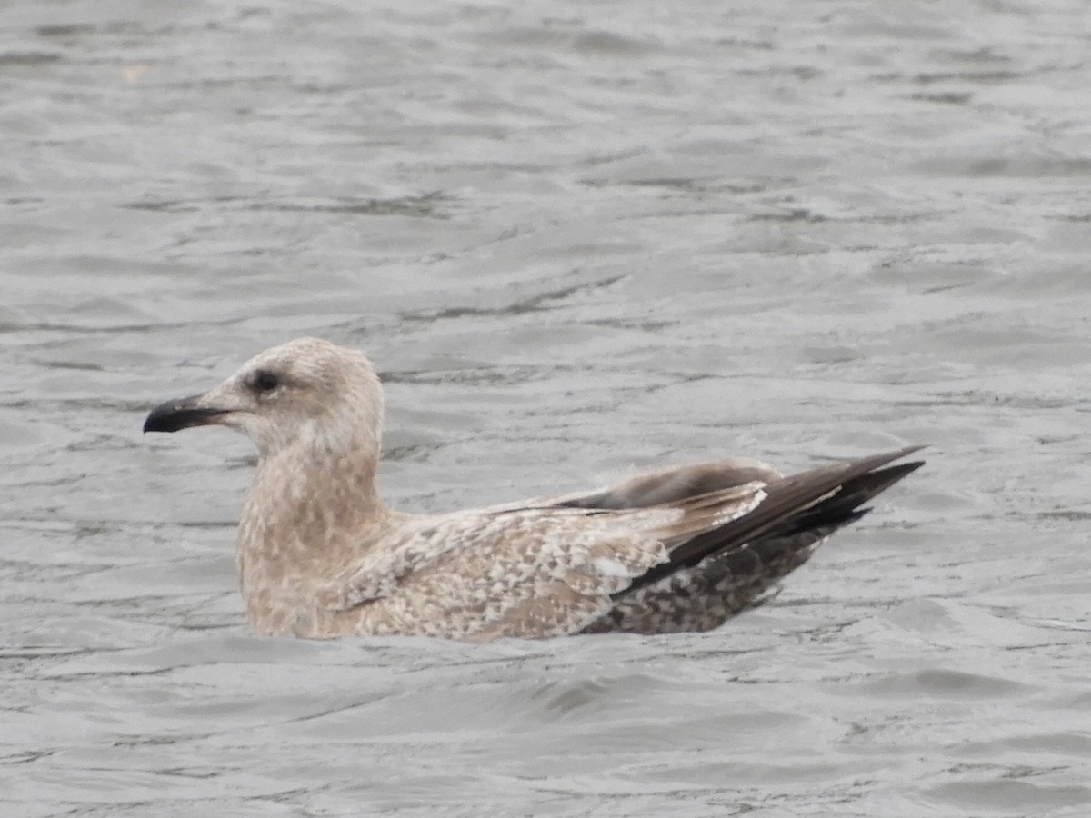 Herring Gull - ML609863315