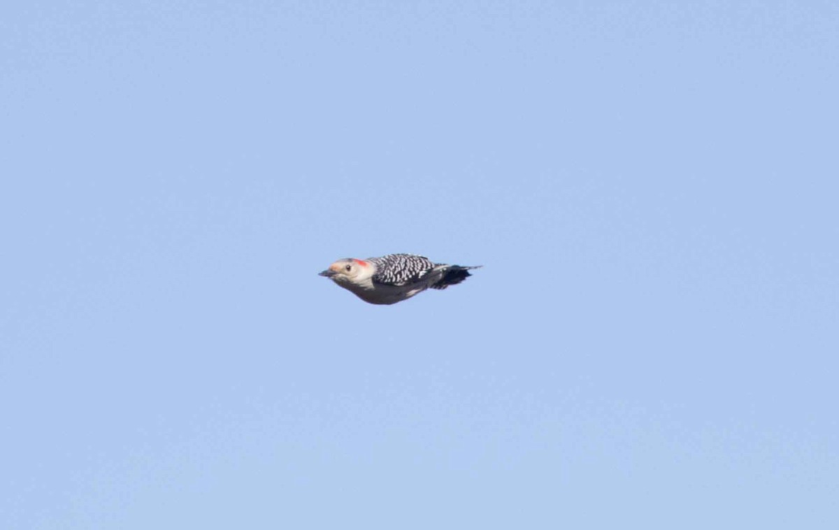 Red-bellied Woodpecker - ML609863392