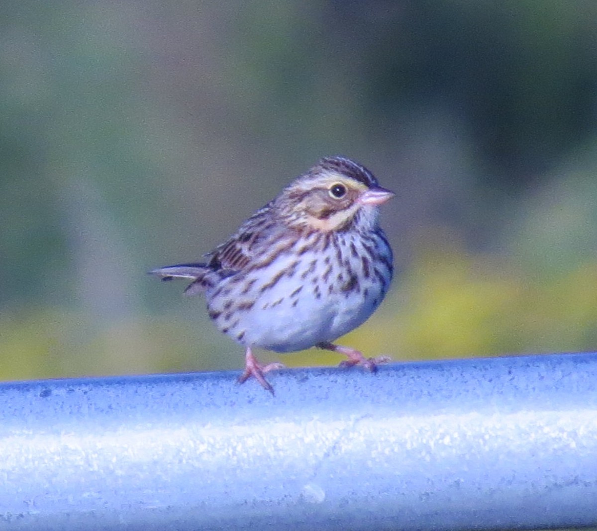 Savannah Sparrow - Allen Gathman