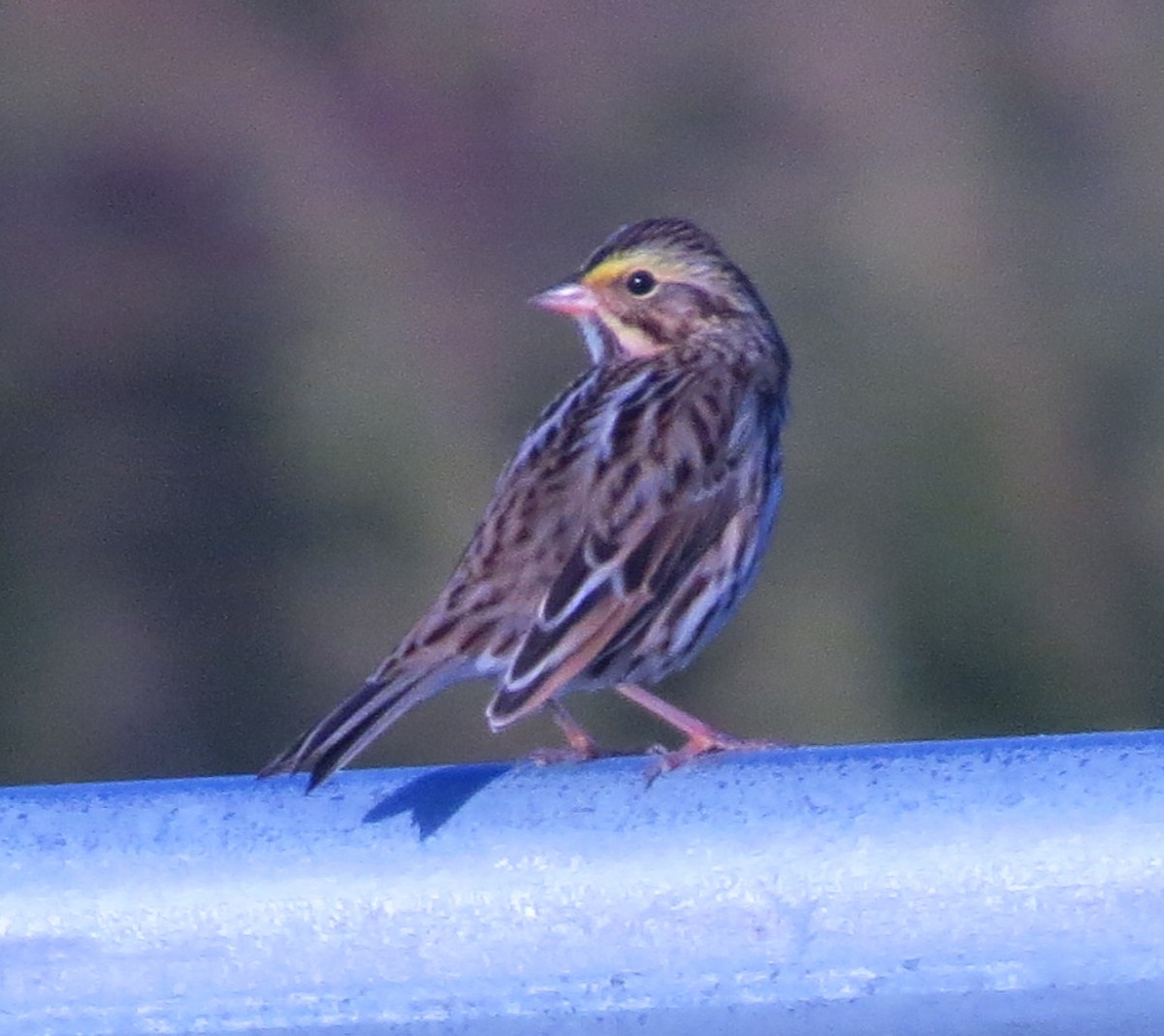 Savannah Sparrow - ML609863410