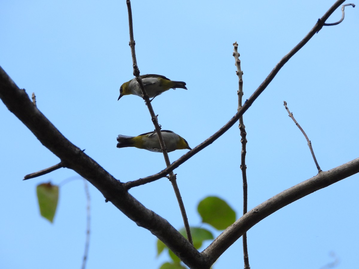 Sulawesibrillenvogel - ML609863456