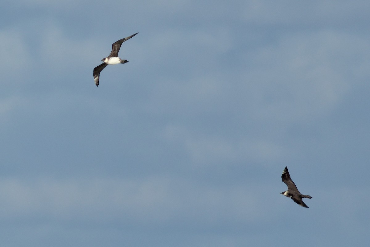 Parasitic Jaeger - ML609863470