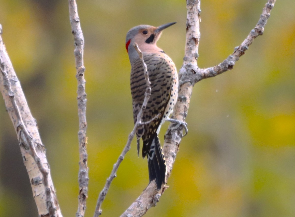 Northern Flicker - ML609863473