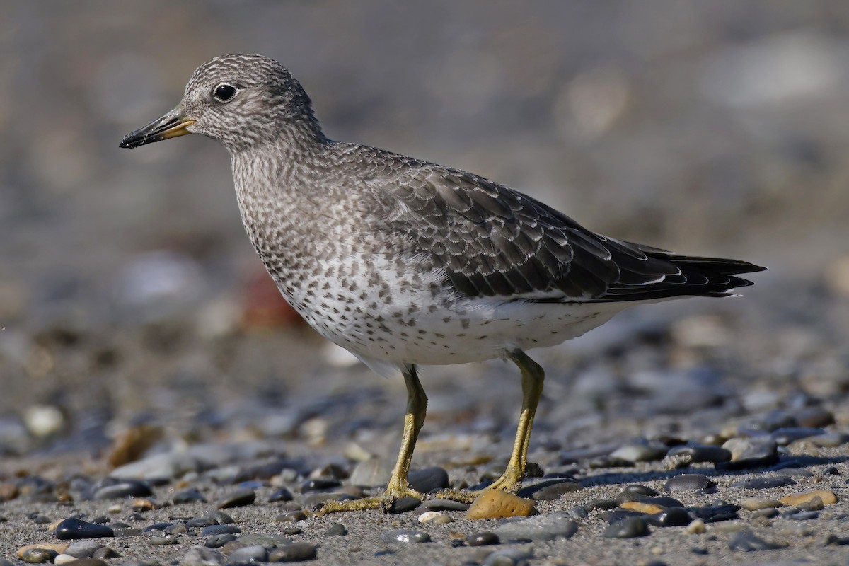 Surfbird - Marcin Sidelnik