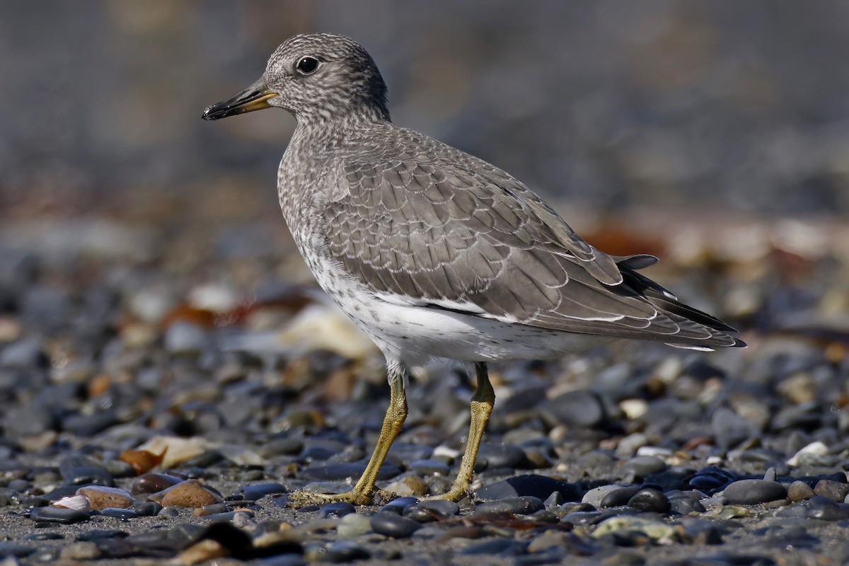 Surfbird - ML609863535