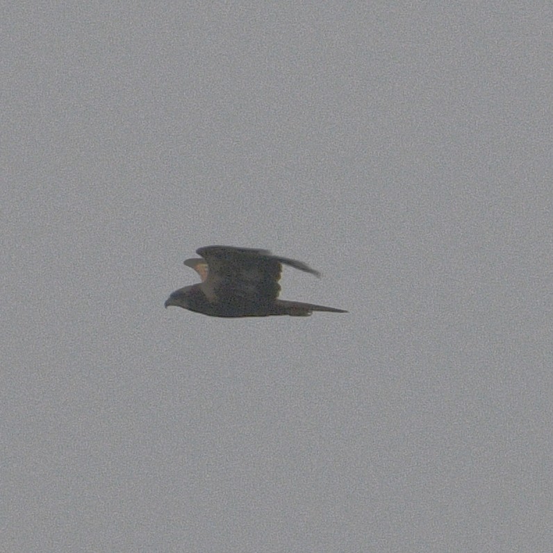 Western Marsh Harrier - ML609863699