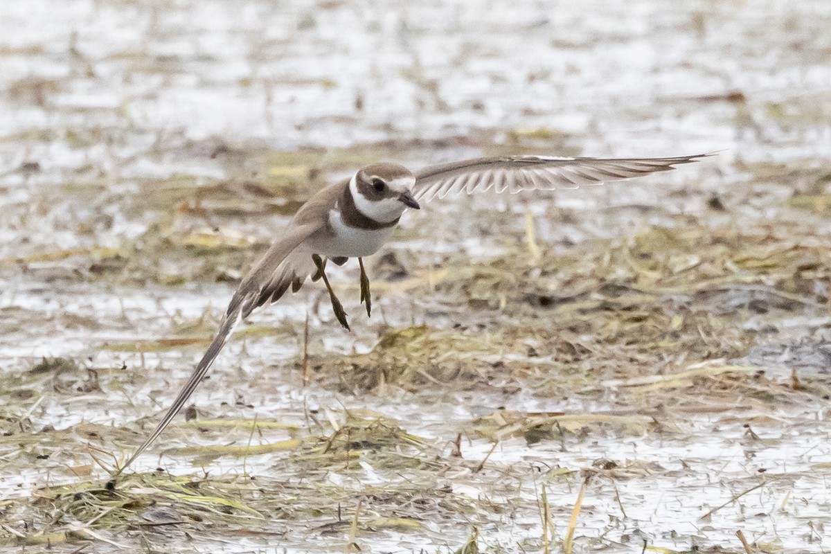 Semipalmated Plover - ML609863706