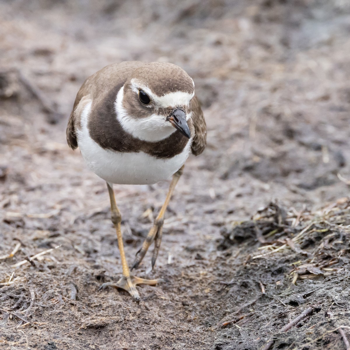 Semipalmated Plover - ML609863715