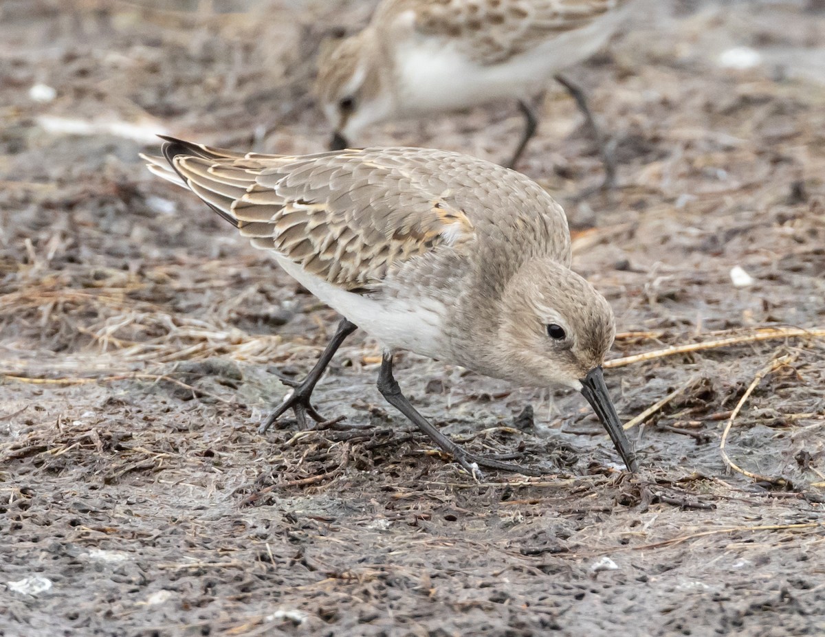 Dunlin - ML609863722