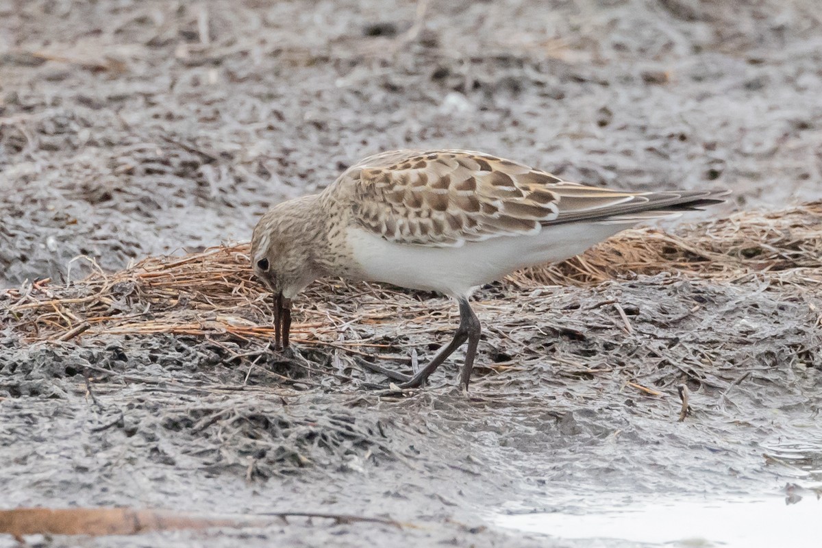 White-rumped Sandpiper - ML609863734