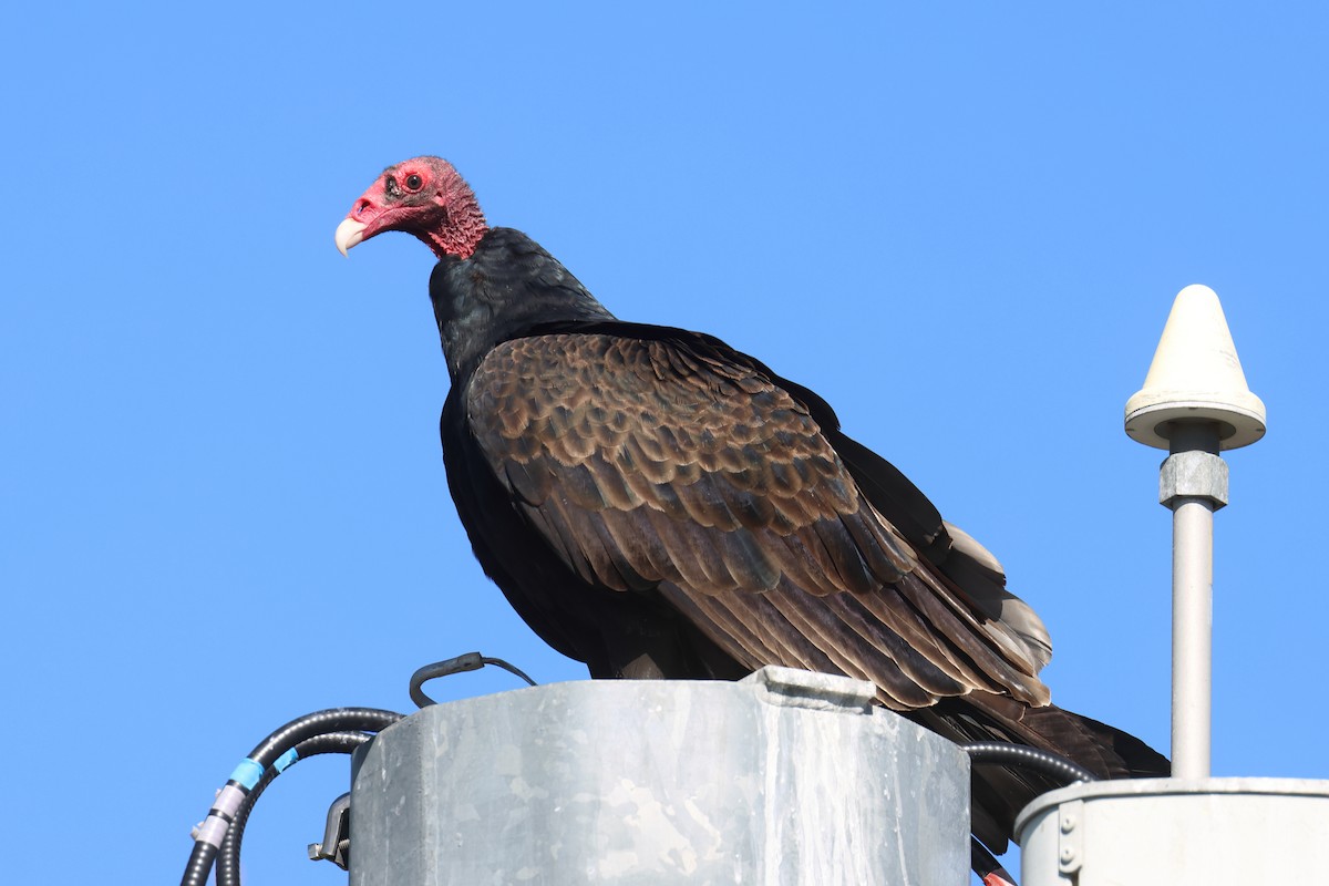 Turkey Vulture - ML609863739