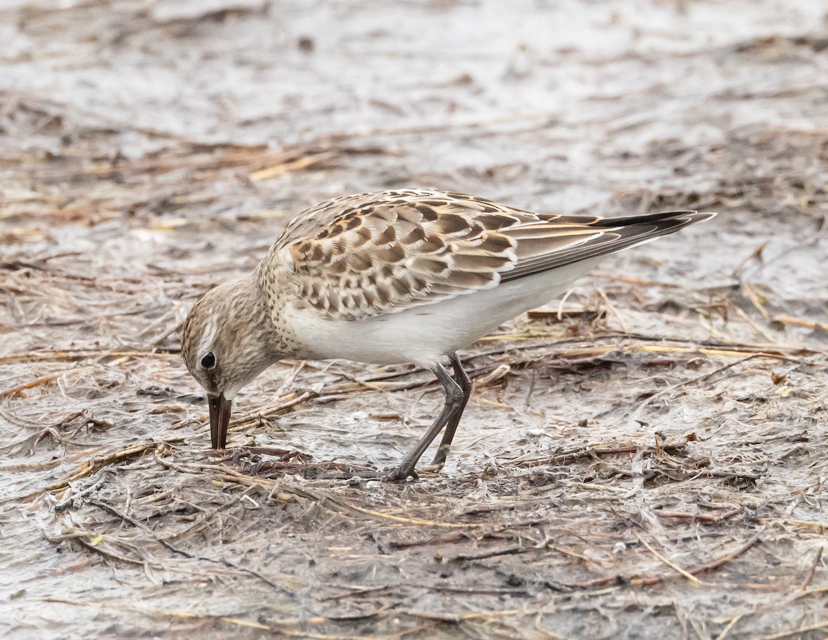 White-rumped Sandpiper - ML609863745