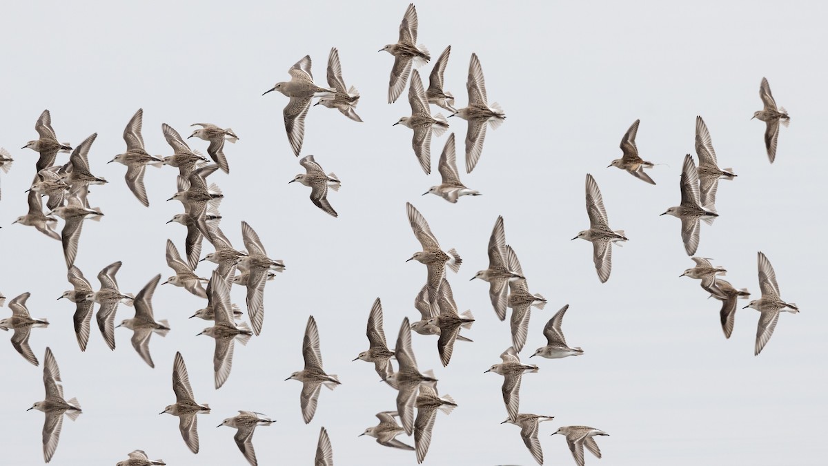 Semipalmated Sandpiper - ML609863775