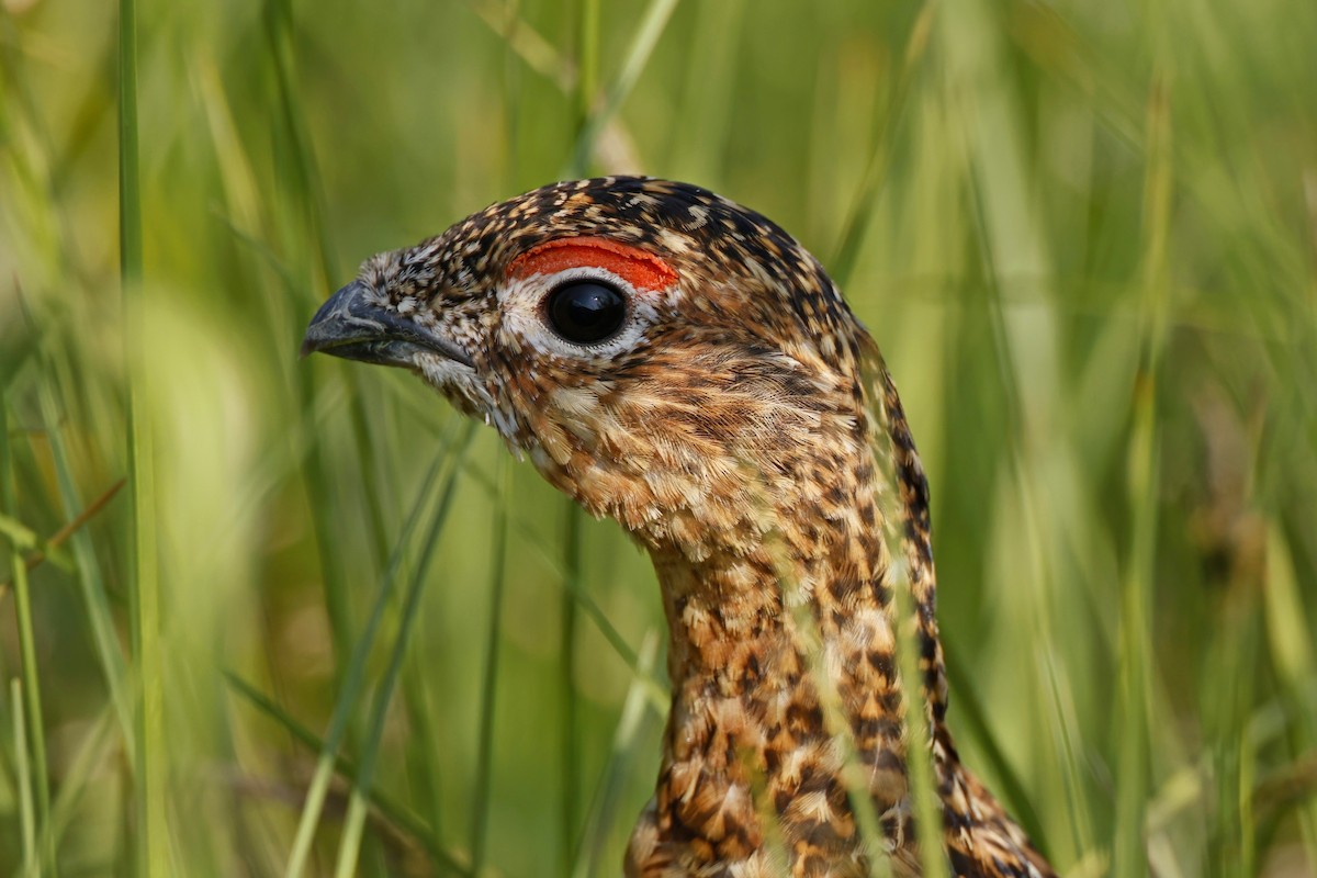 Willow Ptarmigan - ML609863780