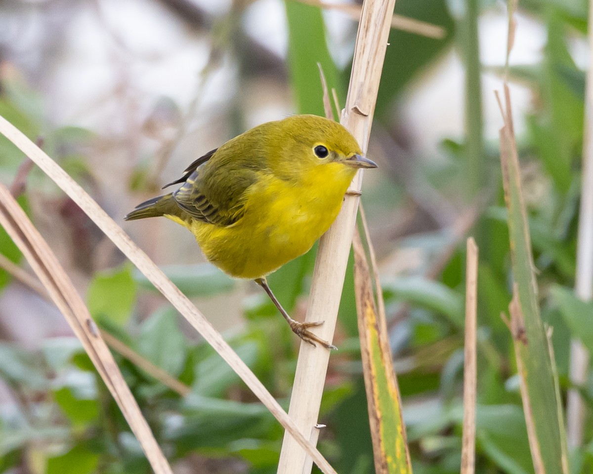 Yellow Warbler (Northern) - ML609863794