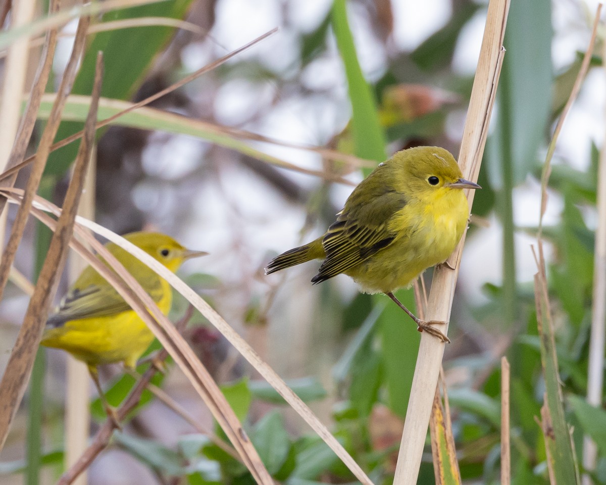 Yellow Warbler (Northern) - ML609863802