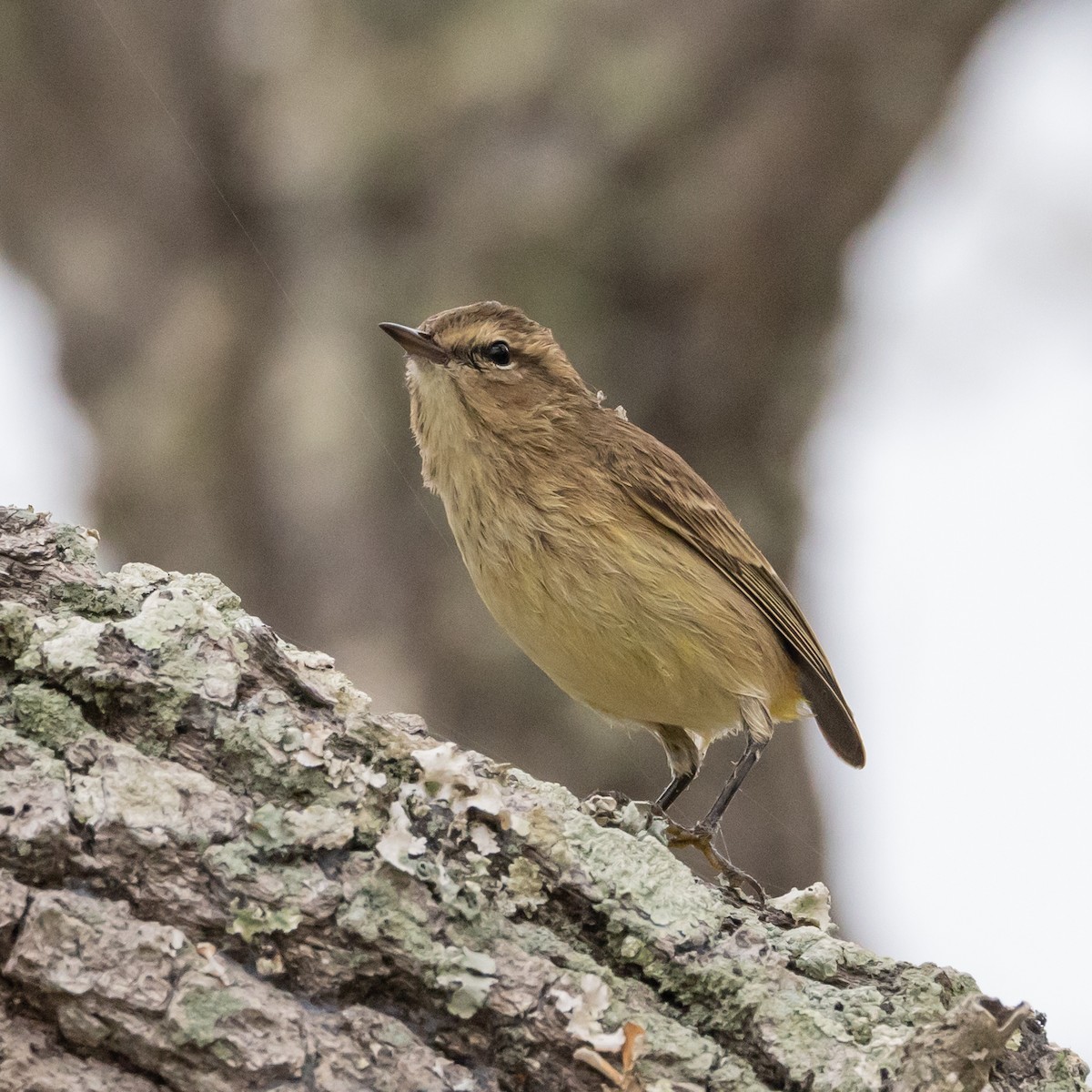 lesňáček bažinný (ssp. palmarum) - ML609863821