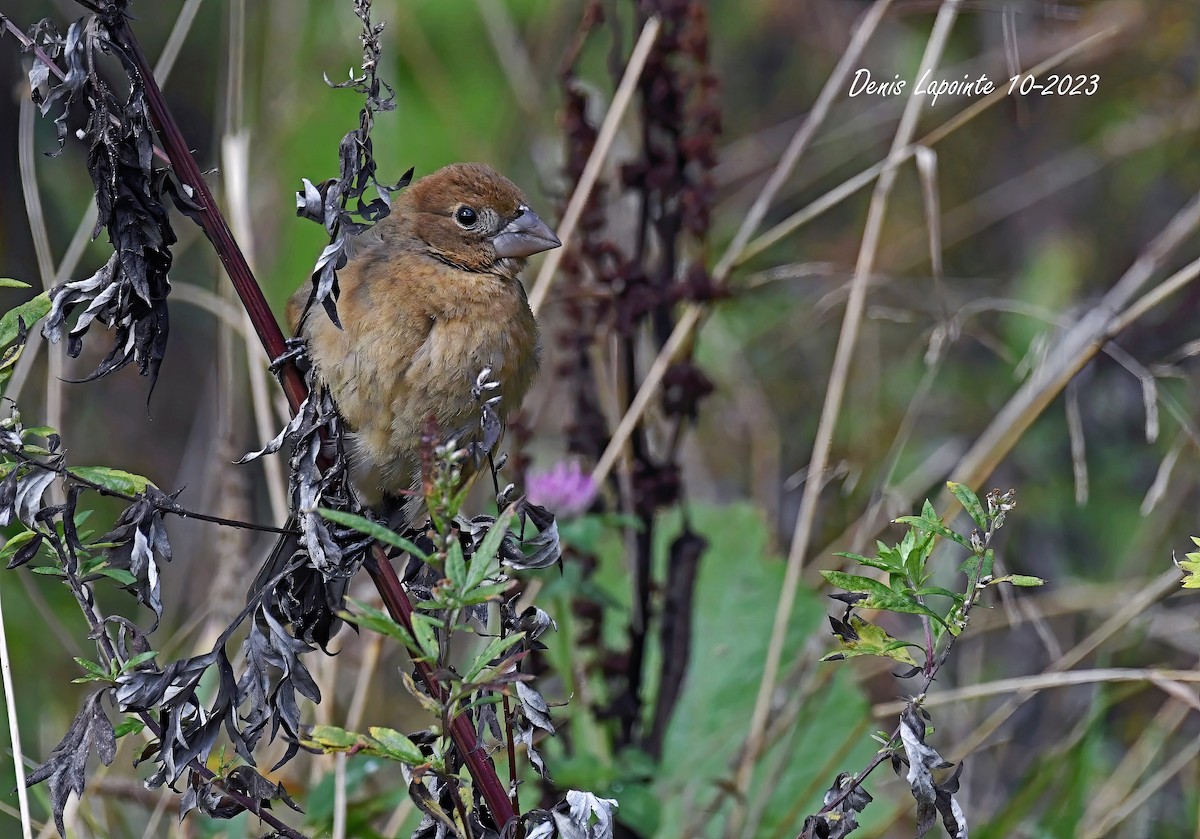 Blue Grosbeak - ML609863865