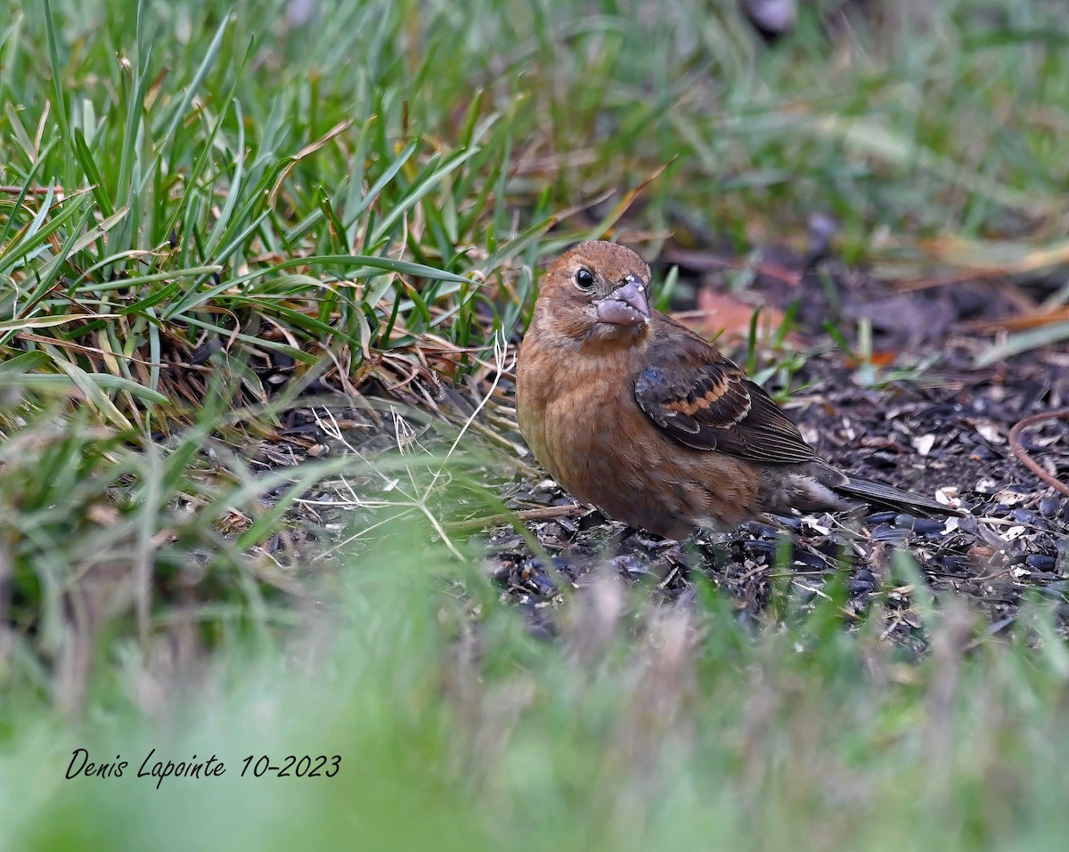 Blue Grosbeak - ML609863866