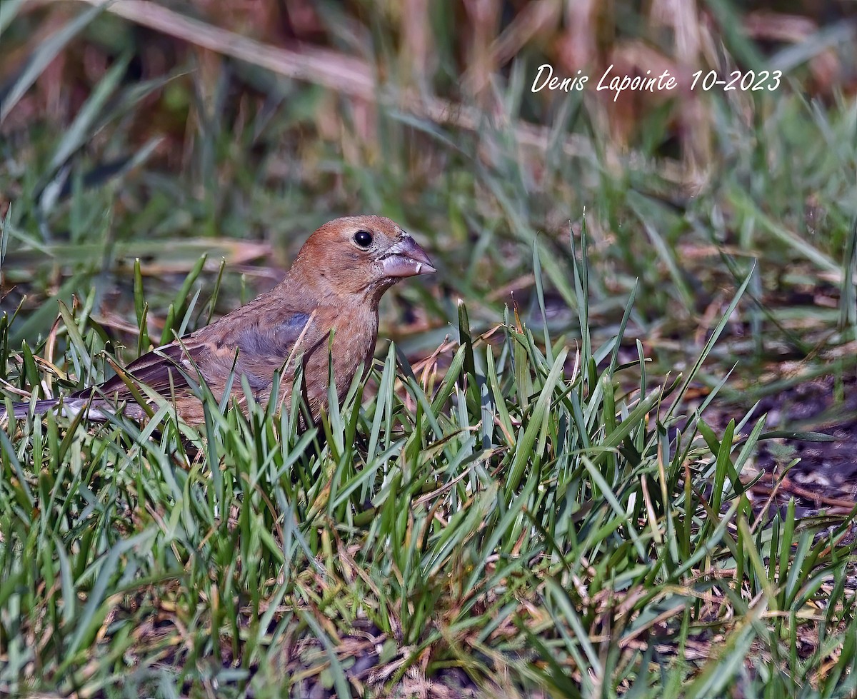 Blue Grosbeak - Denis Lapointe