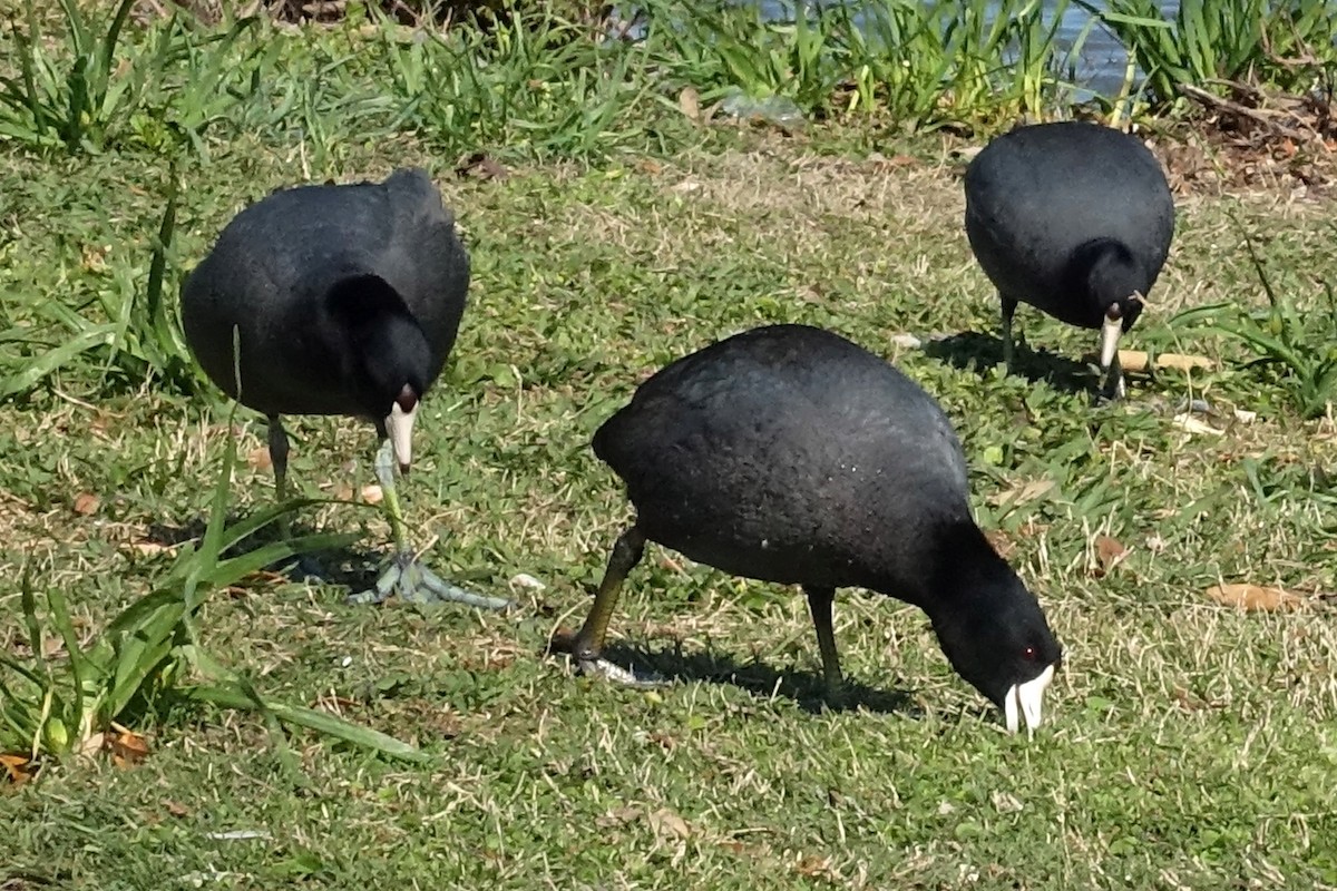 American Coot - ML609863930