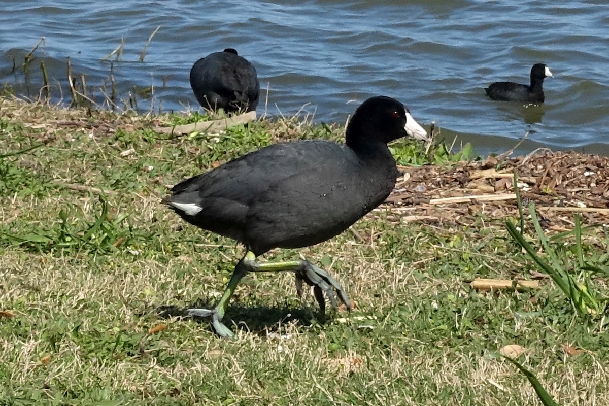 American Coot - ML609863952