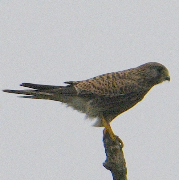 Eurasian Kestrel - ML609863955