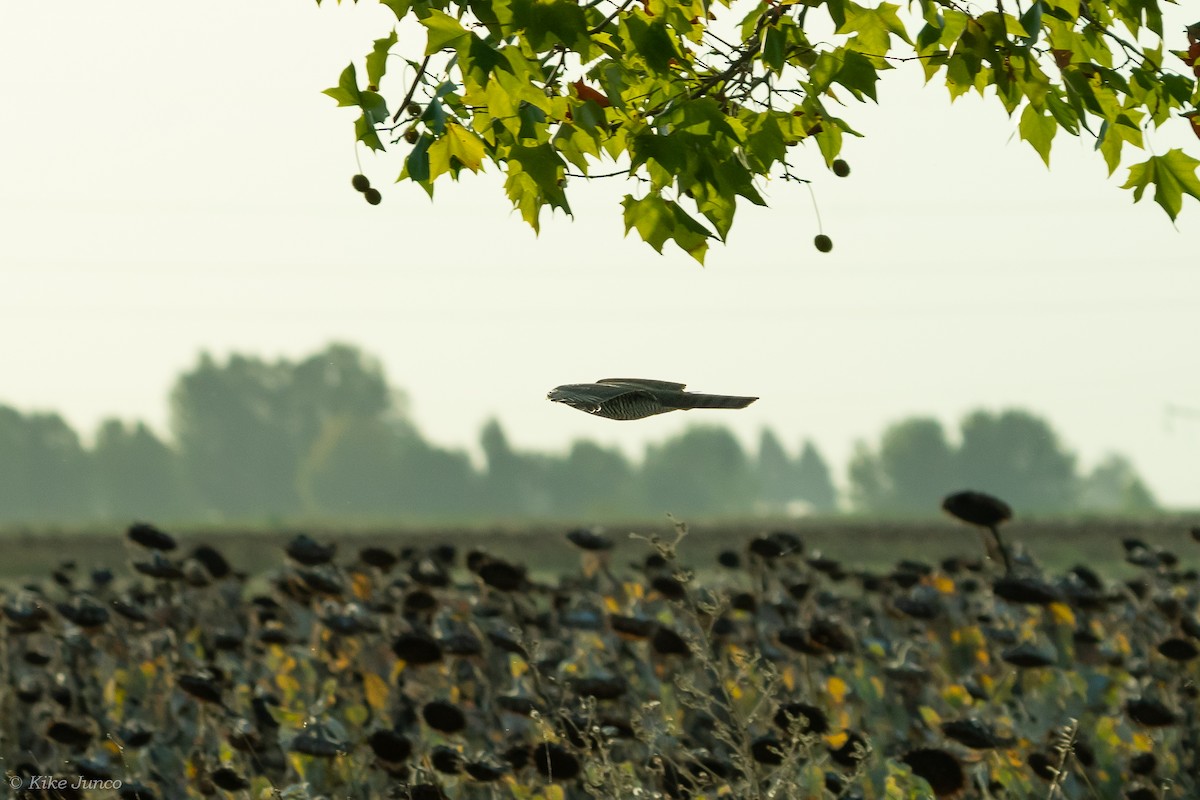 Eurasian Sparrowhawk - ML609863983