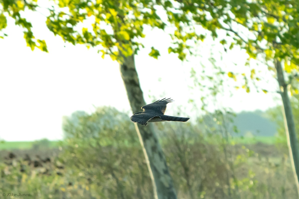 Eurasian Sparrowhawk - ML609863984