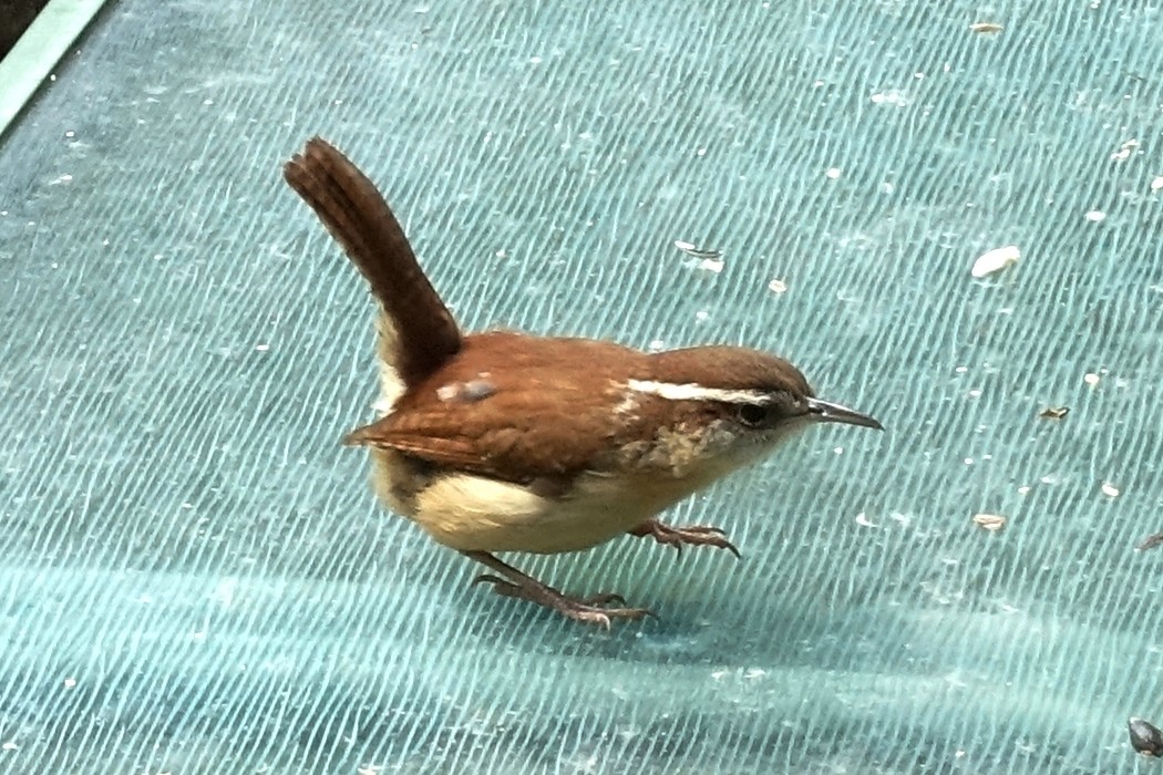 Carolina Wren - ML609864149