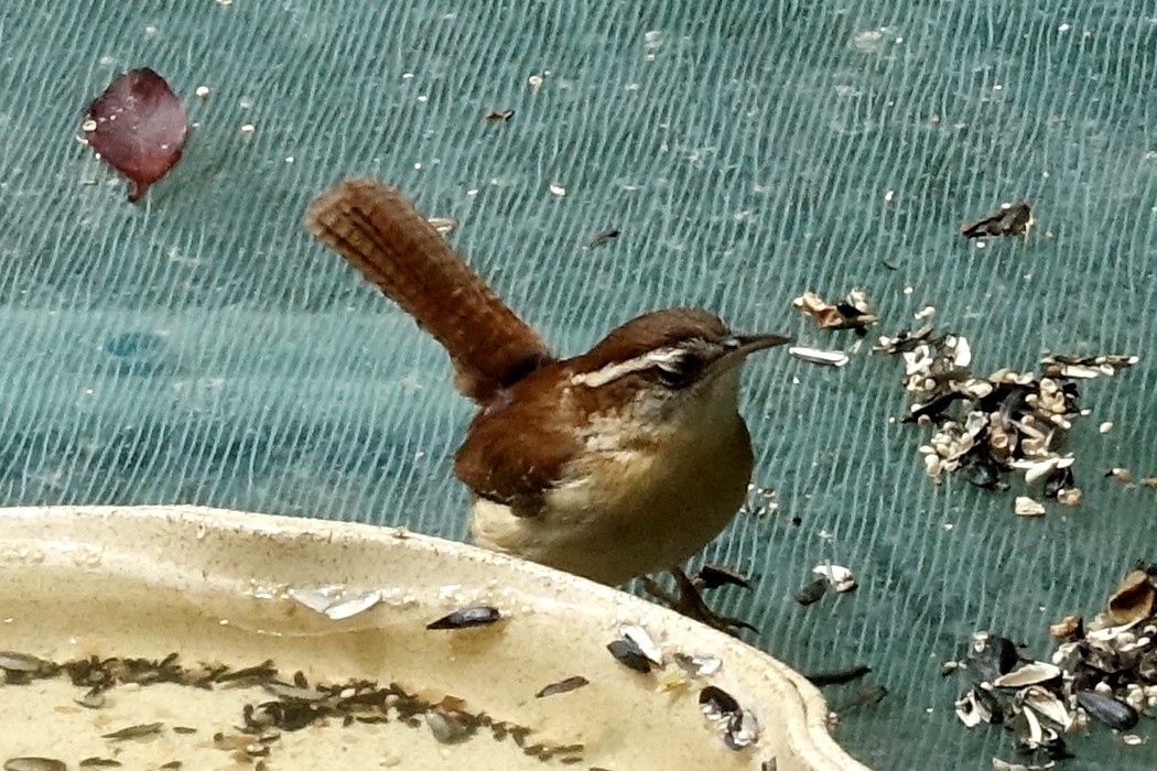 Carolina Wren - ML609864155