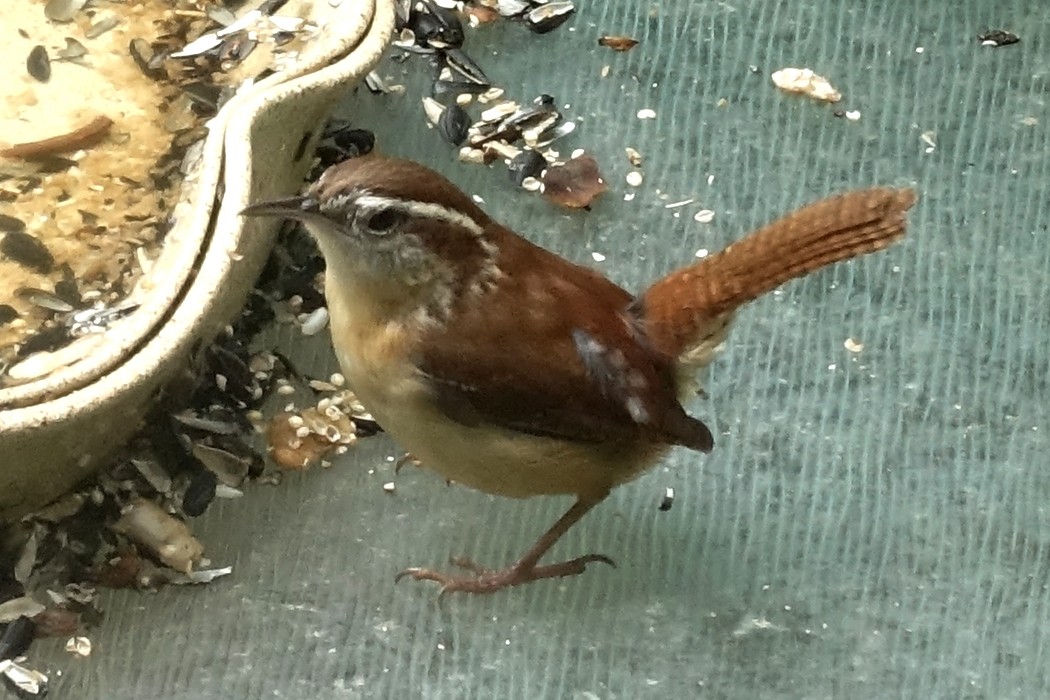 Carolina Wren - ML609864174