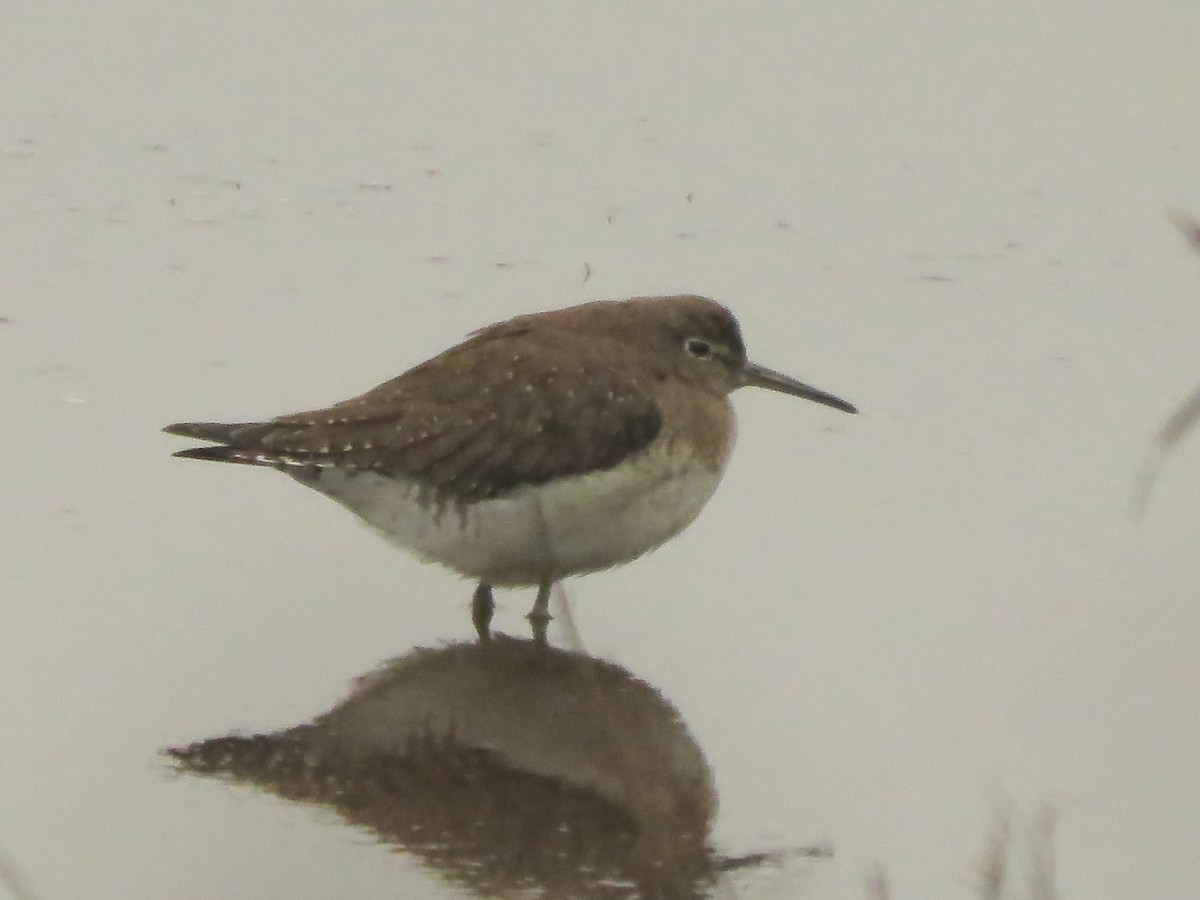 Solitary Sandpiper - ML609864199