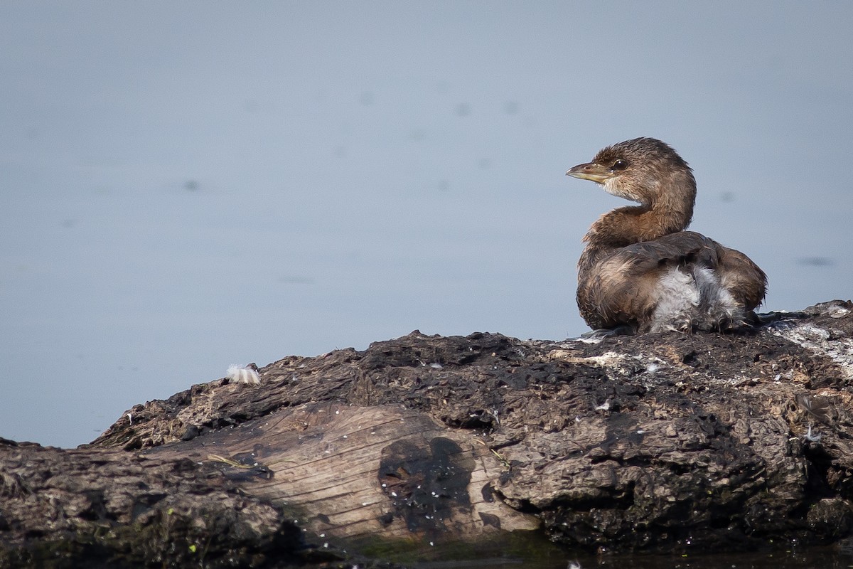 Pied-billed Grebe - ML609864237