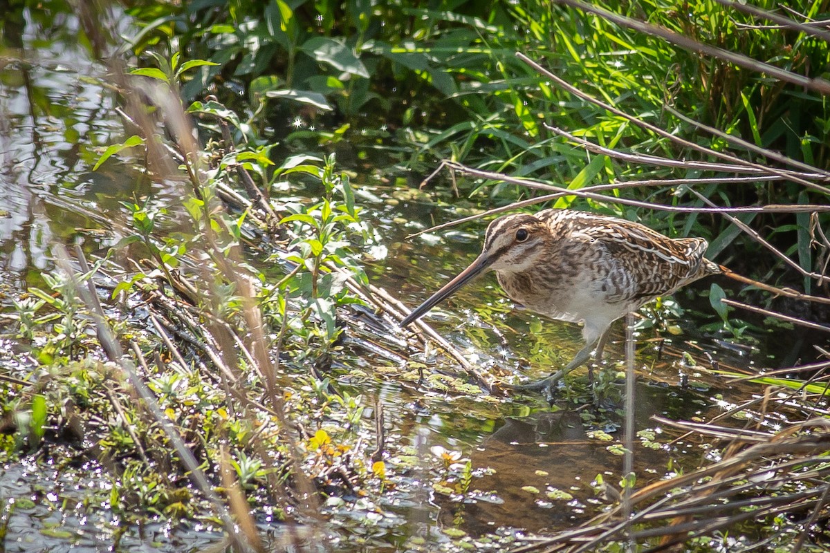 Wilson's Snipe - ML609864275