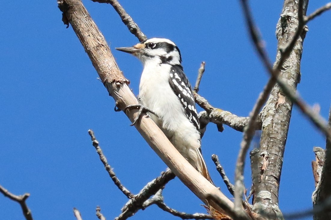 Hairy Woodpecker - Subodh Ghonge