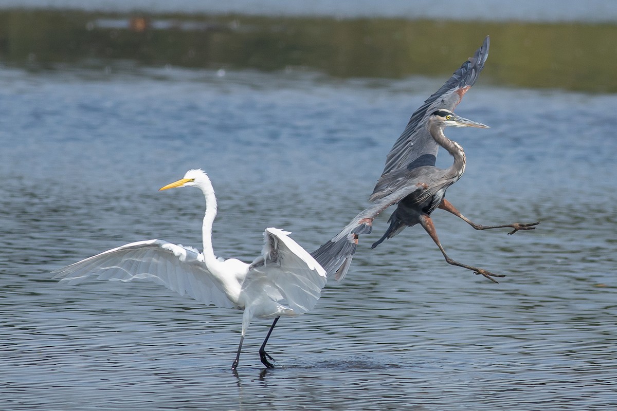 Great Blue Heron - Chantelle du Plessis (Andes EcoTours)