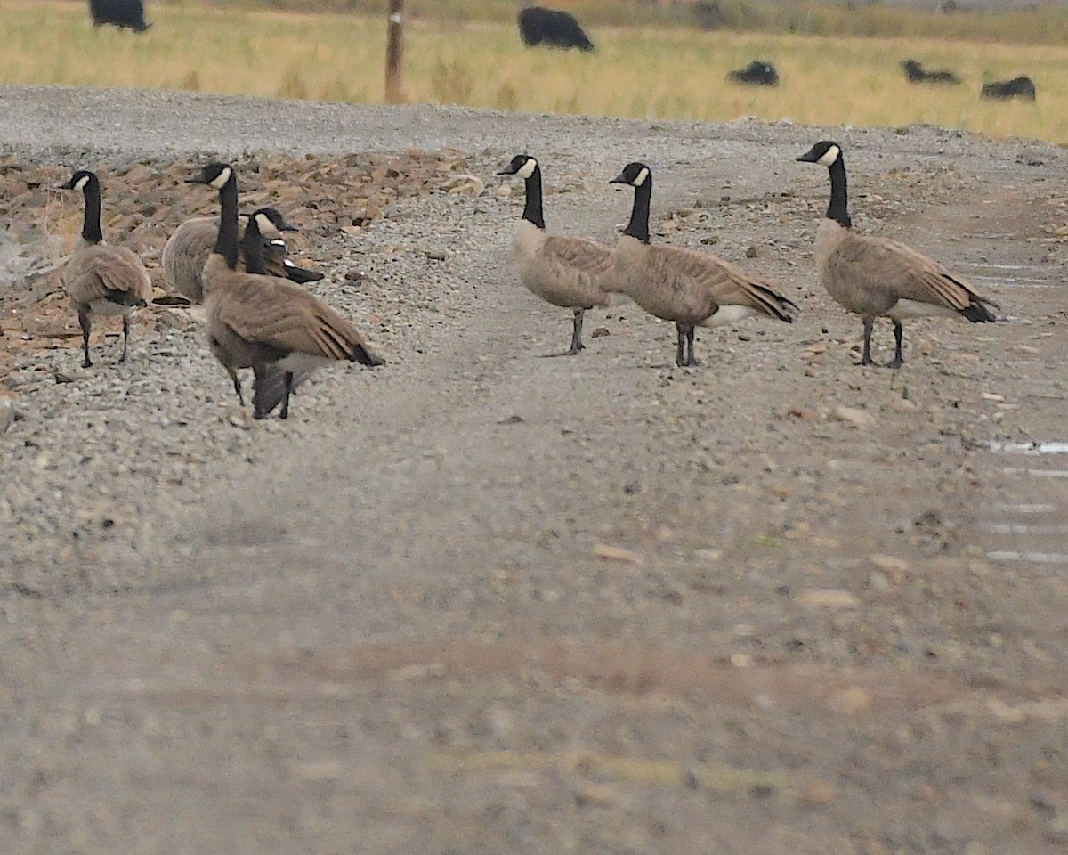 Canada Goose - ML609864361