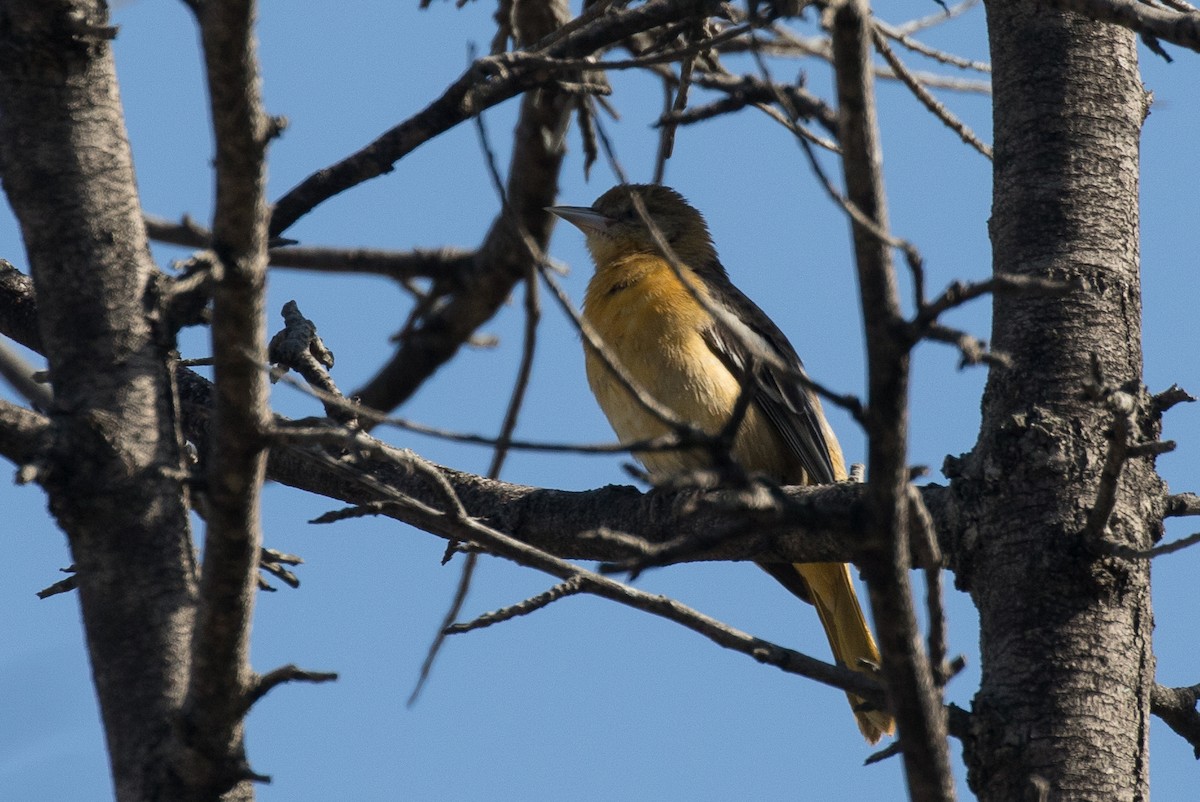 Bullock's/Baltimore Oriole - ML609864385